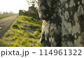 日本の早朝の風景(マジックアワー)自然の風景 114961322