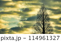 日本の早朝の風景(マジックアワー)自然の風景 114961327
