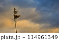 日本の早朝の風景(マジックアワー)自然の風景 114961349