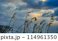 日本の早朝の風景(マジックアワー)自然の風景 114961350