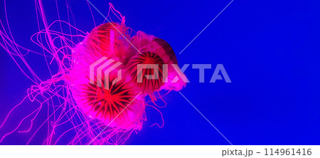 Jellyfishes swimming in the blue water 114961416