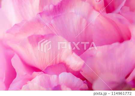 花びら・エレガント 背景素材 114961772