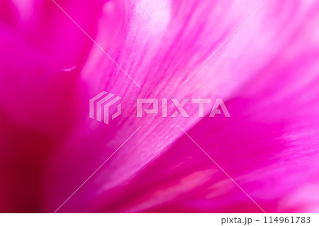 花びら・エレガント 背景素材 114961783