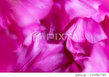 花びら・エレガント 背景素材 花びら・エレガント 背景素材 114961795