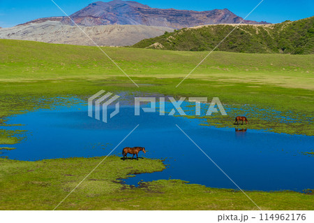 熊本県阿蘇　春の青空と草千里ヶ浜に放牧された馬 114962176