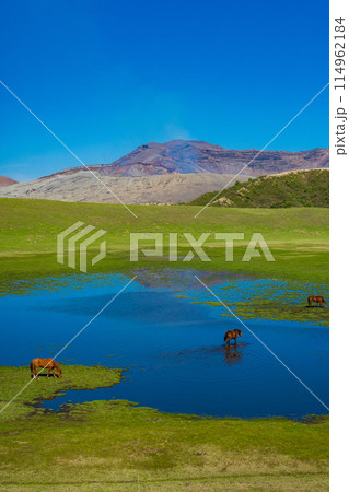 熊本県阿蘇　春の青空と草千里ヶ浜に放牧された馬 114962184