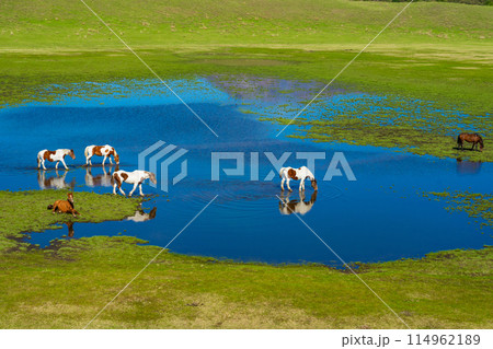 熊本県阿蘇　春の草千里ヶ浜に放牧された馬 114962189