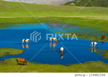 熊本県阿蘇　春の草千里ヶ浜に放牧された馬 114962194