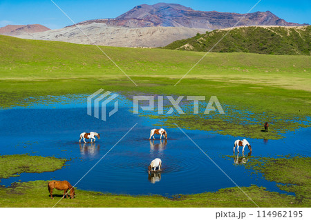熊本県阿蘇 春の青空と草千里ヶ浜に放牧された馬 熊本県阿蘇 春の青空と草千里ヶ浜に放牧された馬 114962195