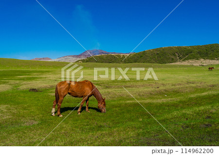 熊本県阿蘇 春の青空と草千里ヶ浜に放牧された馬 熊本県阿蘇 春の青空と草千里ヶ浜に放牧された馬 114962200