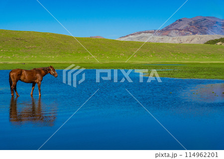 熊本県阿蘇　春の青空と草千里ヶ浜に放牧された馬 114962201