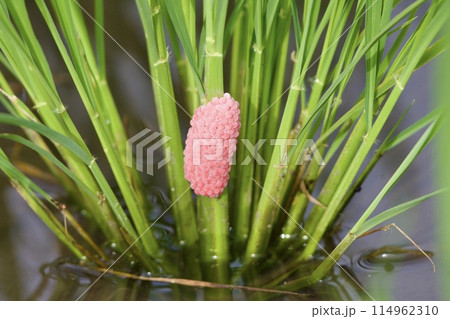 スクミリンゴガイの卵 スクミリンゴガイの卵 114962310