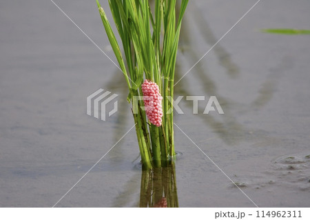 スクミリンゴガイの卵 スクミリンゴガイの卵 114962311