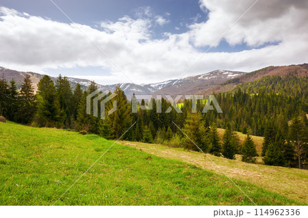 rural landscape in carpathian mountains of ukraine. alpine countryside scenery with grassy meadows and forested rolling hills in spring. beautiful view of the valley near borzhava ridge on a sunny day 114962336