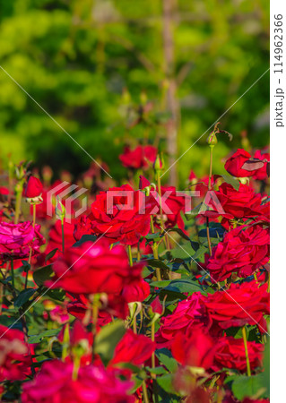 春の花壇に咲く赤いバラ 114962366