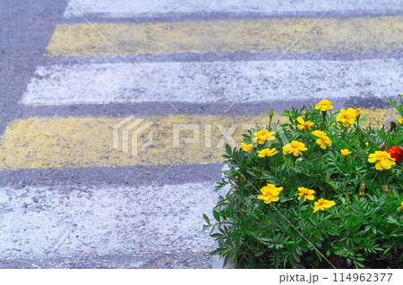 Marigold flowers are planted next to a pedestrian crossing of white and yellow color, which is already slightly worn out, small pebbles protruded from under the paint 114962377