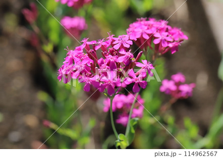 春の庭に咲くピンク色のムシトリナデシコの花 114962567