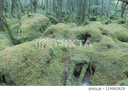 白駒の池の苔と原生林 白駒の池の苔と原生林 114962629
