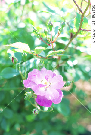 ピンクのバラ 114962859