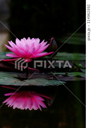 水面に映し出される睡蓮の花 水面に映し出される睡蓮の花 114962892