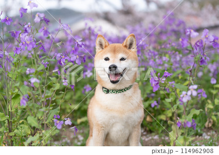 公園でたたづむ柴犬 かわいい柴犬 紫の花を背景に柴犬 柴犬茜 公園でたたづむ柴犬 かわいい柴犬 紫の花を背景に柴犬 柴犬茜 114962908