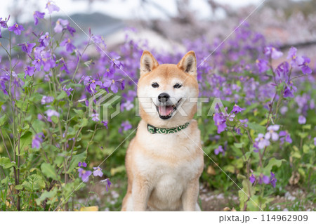 公園でたたづむ柴犬　かわいい柴犬　紫の花を背景に柴犬　柴犬茜 114962909