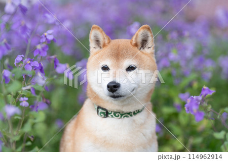 公園でたたづむ柴犬 かわいい柴犬 紫の花を背景に柴犬 柴犬茜 公園でたたづむ柴犬 かわいい柴犬 紫の花を背景に柴犬 柴犬茜 114962914