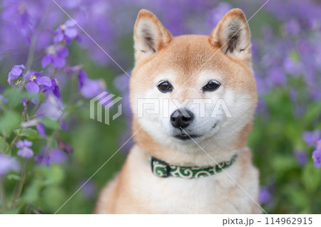 公園でたたづむ柴犬　かわいい柴犬　紫の花を背景に柴犬　柴犬茜 114962915