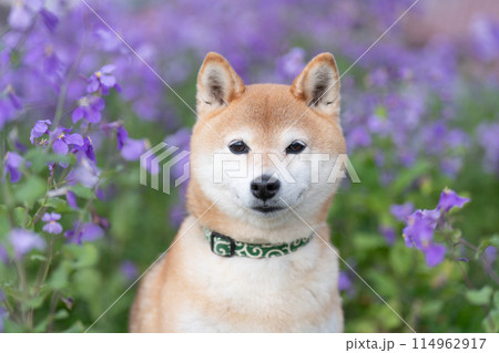 公園でたたづむ柴犬 かわいい柴犬 紫の花を背景に柴犬 柴犬茜 公園でたたづむ柴犬 かわいい柴犬 紫の花を背景に柴犬 柴犬茜 114962917