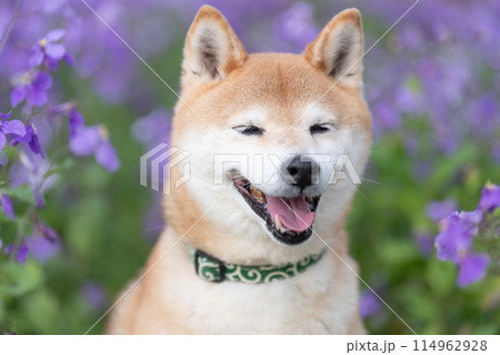 公園でたたづむ柴犬　かわいい柴犬　紫の花を背景に柴犬　柴犬茜 114962928