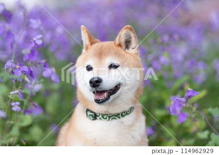 公園でたたづむ柴犬 かわいい柴犬 紫の花を背景に柴犬 柴犬茜 公園でたたづむ柴犬 かわいい柴犬 紫の花を背景に柴犬 柴犬茜 114962929