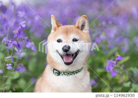 公園でたたづむ柴犬 かわいい柴犬 紫の花を背景に柴犬 柴犬茜 公園でたたづむ柴犬 かわいい柴犬 紫の花を背景に柴犬 柴犬茜 114962930