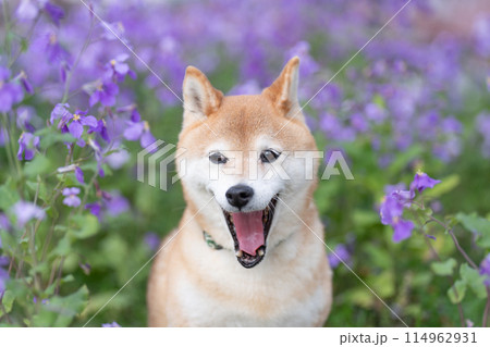 公園でたたづむ柴犬　かわいい柴犬　紫の花を背景に柴犬　柴犬茜 114962931
