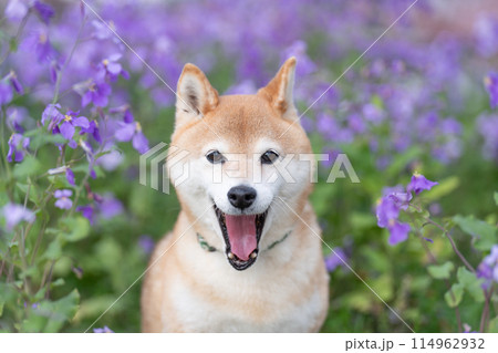 公園でたたづむ柴犬 かわいい柴犬 紫の花を背景に柴犬 柴犬茜 公園でたたづむ柴犬 かわいい柴犬 紫の花を背景に柴犬 柴犬茜 114962932