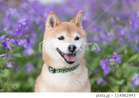 公園でたたづむ柴犬　かわいい柴犬　紫の花を背景に柴犬　柴犬茜 114962943