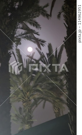Beautiful fantasy of palm tree at tropical beach and full moon in night skies background. Retro 114962951