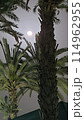 Beautiful fantasy of palm tree at tropical beach and full moon in night skies background. Retro 114962955