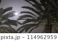 Beautiful fantasy of palm tree at tropical beach and full moon in night skies background. Retro 114962959