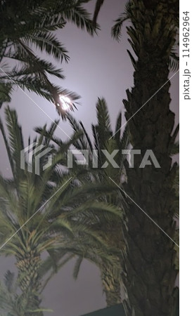 Beautiful fantasy of palm tree at tropical beach and full moon in night skies background. Retro Beautiful fantasy of palm tree at tropical beach and full moon in night skies background. Retro 114962964
