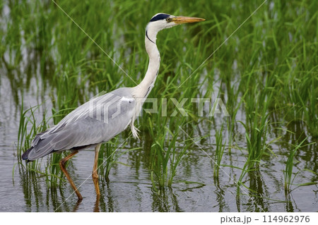 青鷺 heron / Japan 114962976