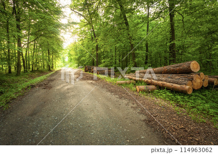 Dirt road in green forest and wooden logs 114963062