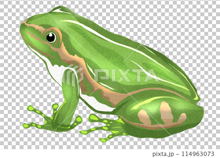 一隻可愛的樹蛙側身看的插圖 114963073