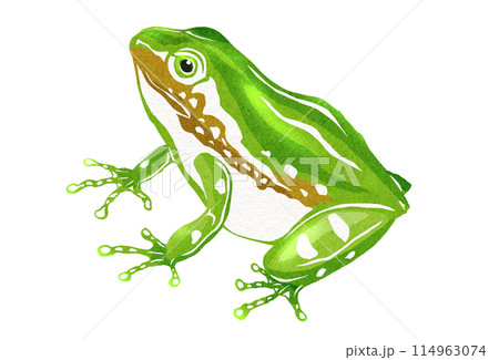 考え事をしているアマガエルのイラスト 114963074