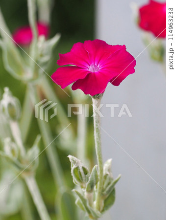 スイセンノウの赤い花のクローズアップ（路地裏のフランネルソウ） 114963238