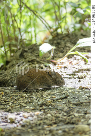 野ネズミ 114963399