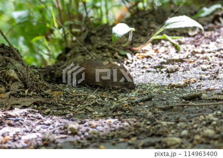 野ネズミ 114963400