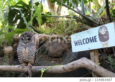 伊豆シャボテン動物公園の「アカアシモリフクロウ」 伊豆シャボテン動物公園の「アカアシモリフクロウ」 114963407