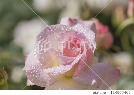 バラ　水滴　薔薇園にピンク色の薔薇の花が咲いている 114963463