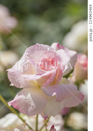 バラ 水滴 薔薇園にピンク色の薔薇の花が咲いている バラ 水滴 薔薇園にピンク色の薔薇の花が咲いている 114963464