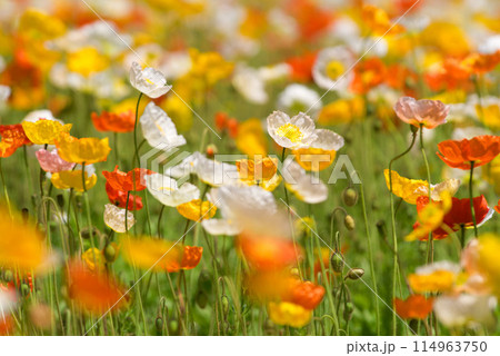綺麗に咲いたポピー 114963750